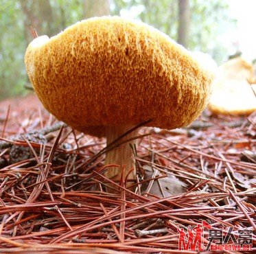 年纪轻轻拒绝秃头：六种防治脱发的食物
