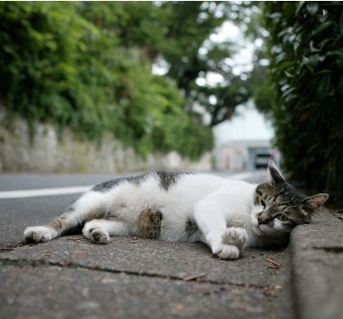 男童小区喂流浪猫被女司机碾轧死亡 小区停车混乱隐患多