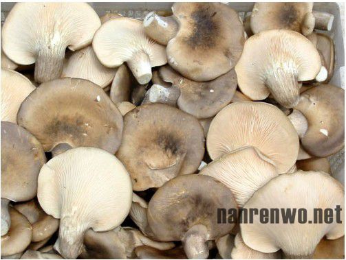 常吃6种菌菇 助您青春永驻