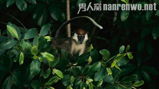 非洲伊甸园加蓬 受到保护的天堂