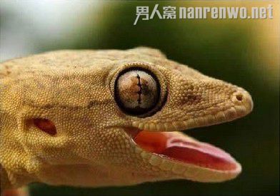 ѵһЦ 