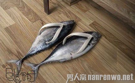 动物被恶搞笑点多 雷的里焦外嫩