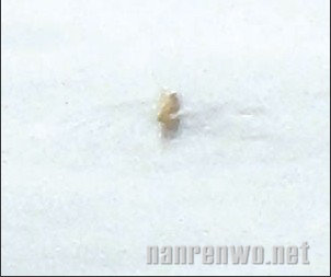 长白山水怪组团出现 专家称可能是飞蛾和鱼类