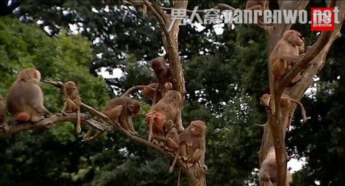 公园狒狒静坐绝食背对游客 动物异常行动引恐慌