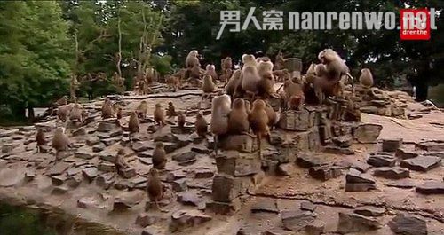 公园狒狒静坐绝食背对游客 动物异常行动引恐慌
