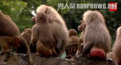 公园狒狒静坐绝食背对游客 动物异常行动引恐慌