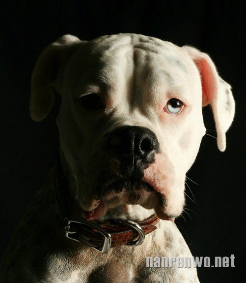 哀怨的沙皮犬：谁比我们更忧郁