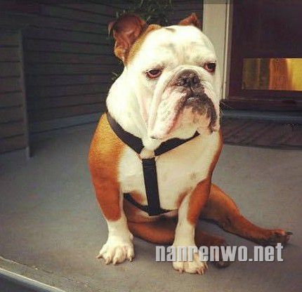哀怨的沙皮犬：谁比我们更忧郁