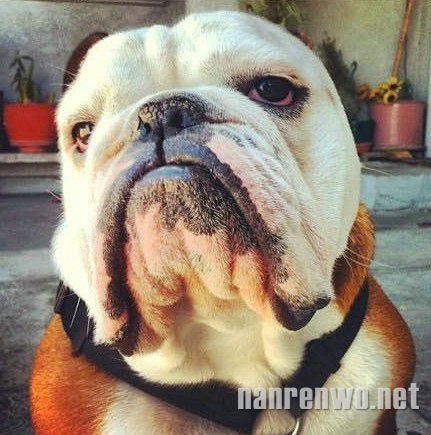 哀怨的沙皮犬：谁比我们更忧郁