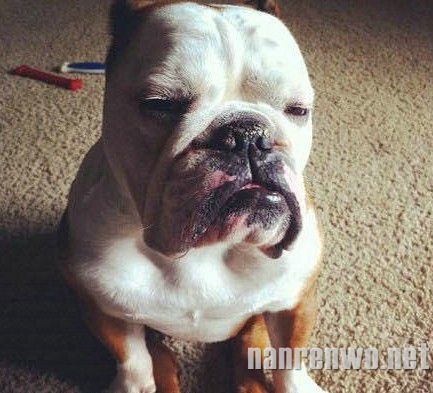 哀怨的沙皮犬：谁比我们更忧郁