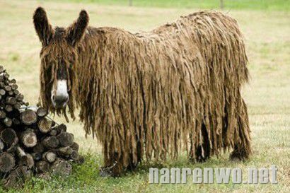 草泥马、草你猪 草泥家族强势来袭~
