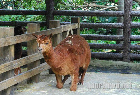 草泥马、草你猪 草泥家族强势来袭~