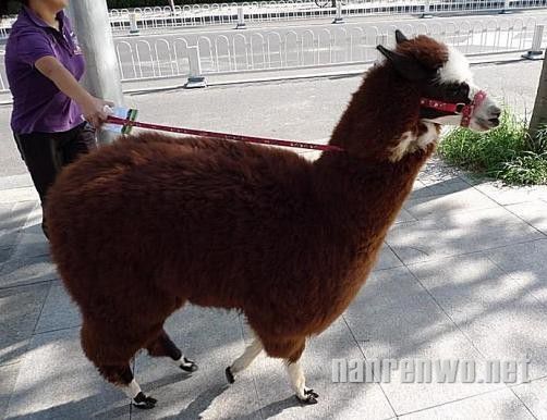 草泥马、草你猪 草泥家族强势来袭~
