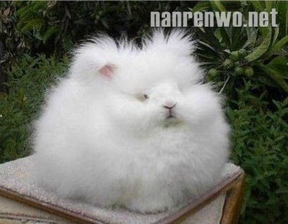 草泥马、草你猪 草泥家族强势来袭~
