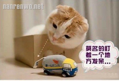 喵星人演绎上班族苦逼的一周