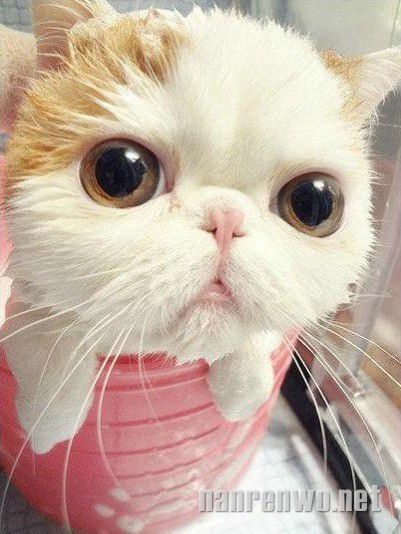 ˺ڸ