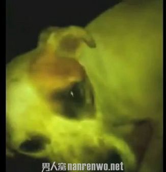 母狗被主人虐待无奶水养小狗 挖坑埋饿死小狗