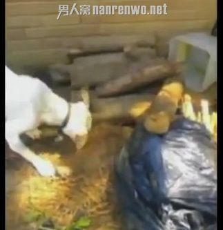 母狗被主人虐待无奶水养小狗 挖坑埋饿死小狗