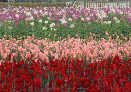 广州钟落潭寮采村七彩花海——期待花开的季节
