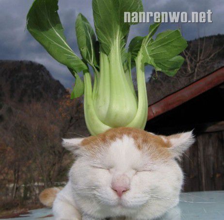 èг˼