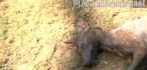 美猎人杀死传说中的吸血怪兽 背上有一排刺