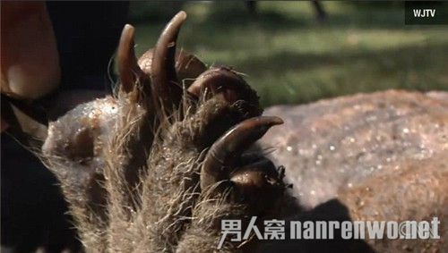 美猎人杀死传说中的吸血怪兽 背上有一排刺