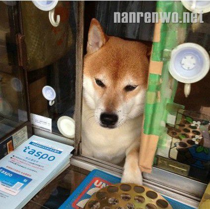 香烟店“二老板”旺财的日常。。。。