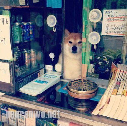 香烟店“二老板”旺财的日常。。。。