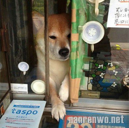 香烟店“二老板”旺财的日常。。。。