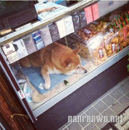 香烟店“二老板”旺财的日常。。。。