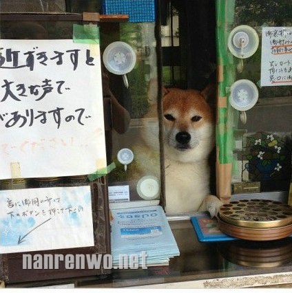 香烟店“二老板”旺财的日常。。。。
