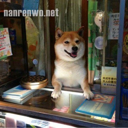 香烟店“二老板”旺财的日常。。。。