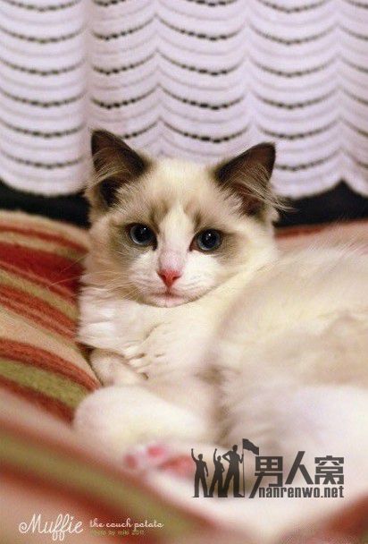 世界上最美的猫咪~没有之一！