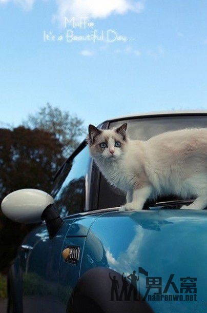 世界上最美的猫咪~没有之一！