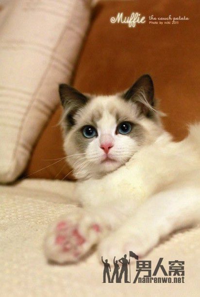 世界上最美的猫咪~没有之一！