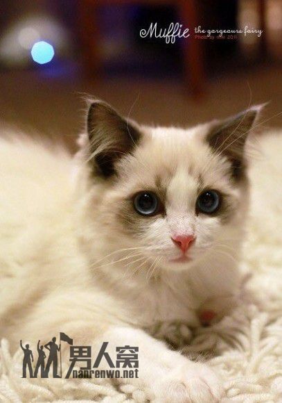 世界上最美的猫咪~没有之一！