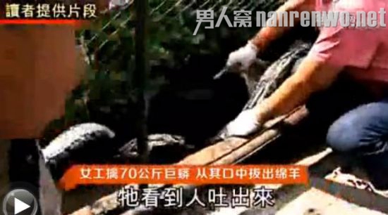 威猛女工蟒口拔羊被称真汉子 独自擒获70公斤蟒蛇