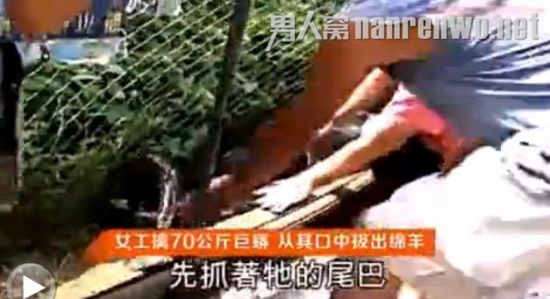威猛女工蟒口拔羊被称真汉子 独自擒获70公斤蟒蛇
