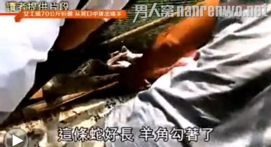 威猛女工蟒口拔羊被称真汉子 独自擒获70公斤蟒蛇