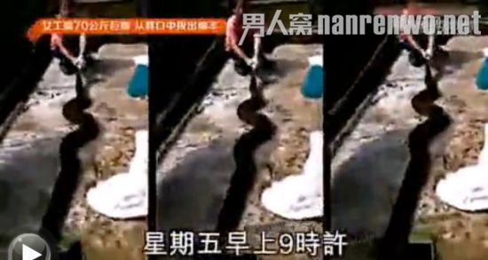 威猛女工蟒口拔羊被称真汉子 独自擒获70公斤蟒蛇