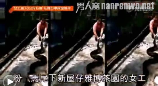 威猛女工蟒口拔羊被称真汉子 独自擒获70公斤蟒蛇