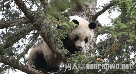 大熊猫逛县城爬高树睡觉萌翻村民 紧急铺网防其掉落