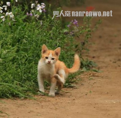 北京天坛公园80余只流浪猫被虐杀