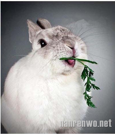 妥妥的小肉球：吃货的下场 不忍直视！