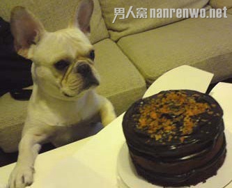 喂巧克力给宠物狗吃毒发身亡