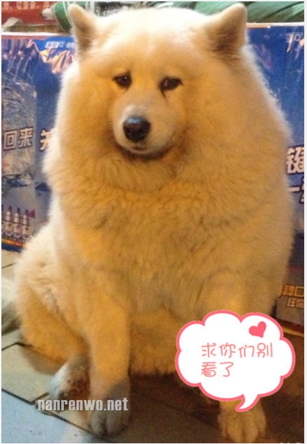 СֵģûֳĹ