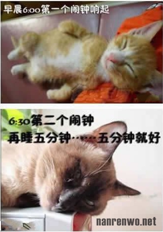 喵星人生动演绎上班族的一天 好真实！