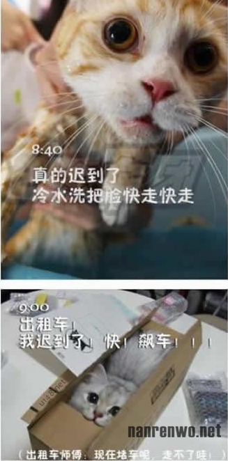 喵星人生动演绎上班族的一天 好真实！