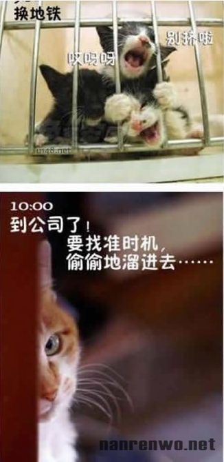 喵星人生动演绎上班族的一天 好真实！