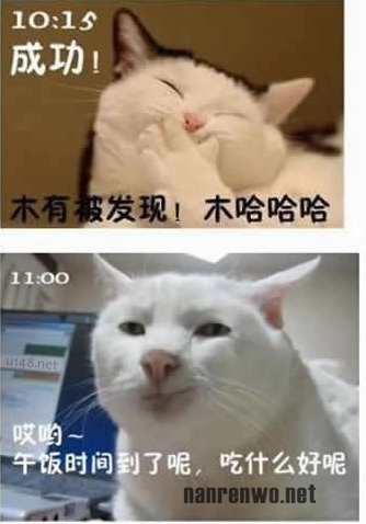 喵星人生动演绎上班族的一天 好真实！